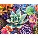 5d Diamond painting Plant full round drill 30*40 لوحة الصبار رسم بالماس