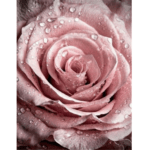 5d Diamond painting Egypt Rose  full round drill 30*40 لوحة الوردالجوري رسم بالماس